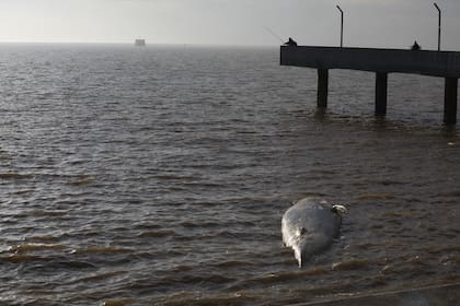 La ballena sin vida, encallada en Costanera Norte de la ciudad