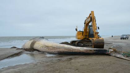 La ballena varada en San Clemente del Tuyú habría muerto hace una semana