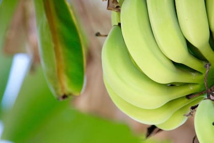 La banana puede ayudar a saciar el apetito y evitar picar entre comidas nocturnas (Foto ilustrativa: PIXABAY)