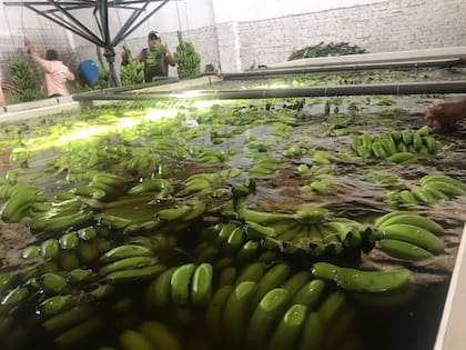 La banana se lava para sacar toda la tierra