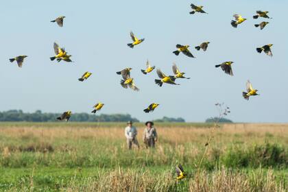 La bandada, en pleno vuelo en el Parque Iberá