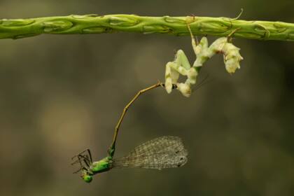 La batalla de la mantis floral y el caballito del diablo, Bukit Tinggi, Malasia. Autor: Lam Soon Tak | Kuala Lumpur, Malasia