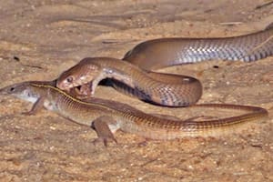 La lucha a muerte entre la cobra “escupidora” de Mozambique y un lagarto