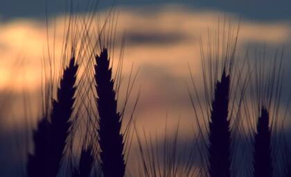 La BCR ya había emitido un informe la semana pasada sobre la situación del trigo, planteando que el 40% de la región núcleo había superado las 100 horas con temperaturas por debajo de cero grado en lo que va de julio