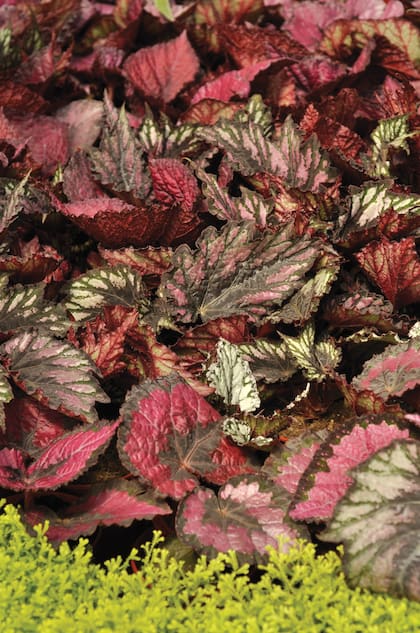 La Begonia rex también tiene un follaje espectacular y debe plantarse en lugares luminosos pero sin sol directo.