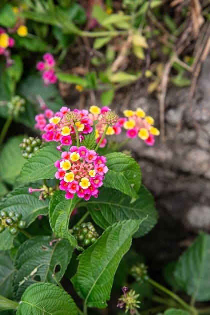 La bella lantana camara. Para propagar, lo idea es hacer esquejes de tallo en primavera u otoño. Otra opción es mediante semillas.