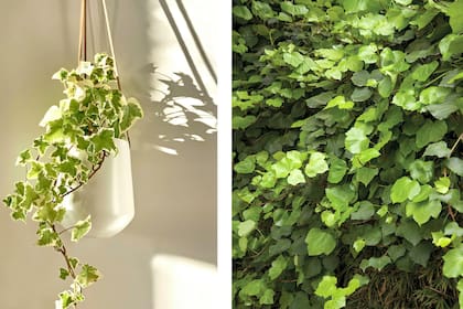 La bella trepadora hiedra inglesa (Hedera helix), que ayuda a reducir el moho y las partículas en el aire. El moho en el aire se encuentra en las áreas húmedas de la casa, como baños, cocinas, sótanos o alrededor de tuberías y ventanas con fugas.