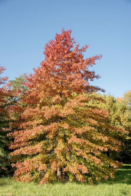 La belleza cromática del Quercus palustris, con una silueta armónica que destaca en cualquier escenario