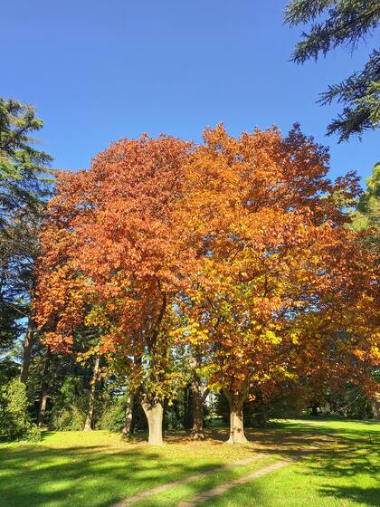 La belleza de los robles.