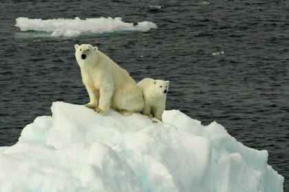 La belleza de los osos polares