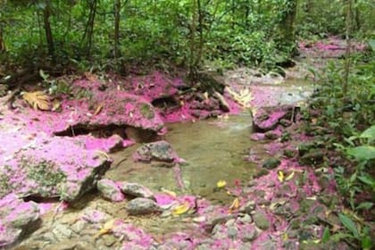 La belleza natural de Florida, Puerto Rico