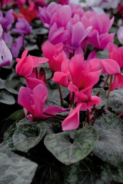 La bellísima violeta de los Alpes se usa para dar color a jardines sombreados en grupos; en macetas en patios. También como planta de interior. Sus flores son de larga duración, muy buenas para arreglos.