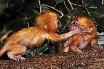 "La biodiversidad actúa como un amortiguador" contra las enfermedades, adviertió Ruiz-Miranda