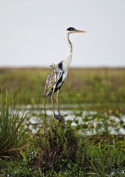 La biodiversidad del Iberá lo convierte en una de las mayores áreas protegidas de la Argentina, un descomunal reservorio de vida silvestre