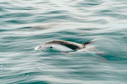 La biodiversidad marina en esta región costera de Chubut es abrumadora