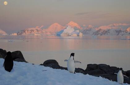 La biodiversidad también se ve amenazada por el derretimiento de la Antártida
