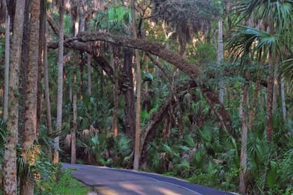 La biodiversidad y el entorno natural de Sebring en el parque estatal Highlands Hammock.