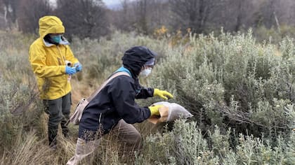 La bióloga Carla Bellomo en pleno trabajo de campo