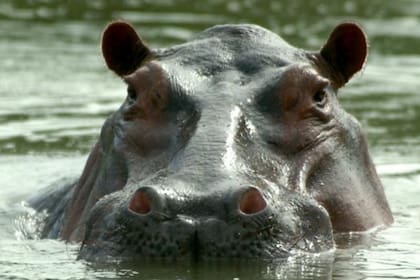 La bióloga colombiana Nataly Castelblanco dijo que el problema de los hipopótamos es una "bomba de tiempo ecológica"