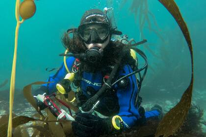 La bióloga Julieta Kaminsky, del Centro Austral de Investigaciones Científicas, en los bosques de macroalgas en Península Mitre