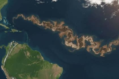 La biomasa de sargazo alcanzó un pico histórico de 38 millones de toneladas durante mayo de 2025