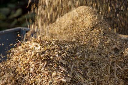 La biomasa representa otra oportunidad para la forestación