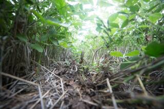 Nuevas tecnologías para el control de malezas en soja