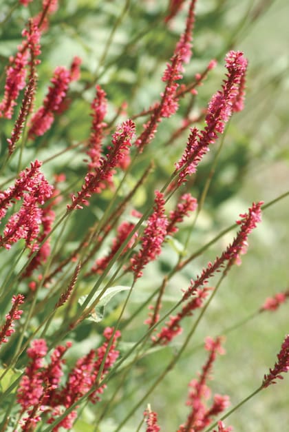 La Bistorta amplexicaulis requiere suelos con buena humedad y soporta ampliamente el frío. Un buen cubresuelos de atractiva floración.