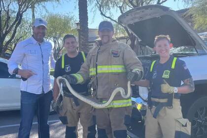 La boa constrictor fue capturada con éxito y entregada a la Sociedad Herpetológica de Arizona.