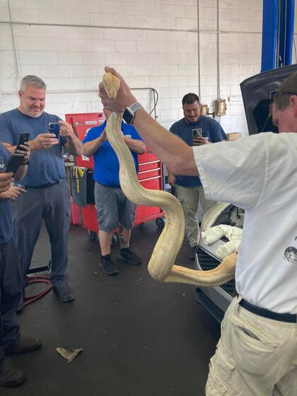 La boa se quedará con el especialista hasta que encuentren a sus dueños o se ponga en adopción