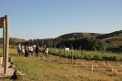 La Bodega Cordón Blanco es pionera en Tandil; elabora vino con las cepas Carmenere, Cabernet Franc y Sauvignon blanc