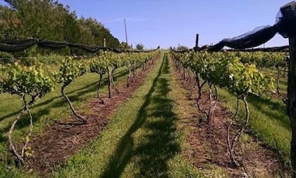 La bodega Crooked Post Winery es uno de los atractivos turísticos de Topeka