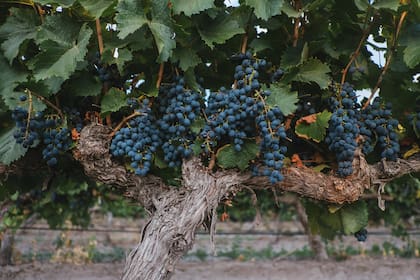 La bodega se dedica exclusivamente al Malbec, con 16 etiquetas de mucho carácter