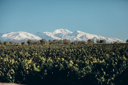 La bodega Trapiche se encuentra situada en Maipú, Mendoza.