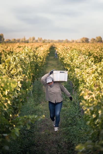La bodega Viña Cobos se ubica en Lujan Cuyo, Mendoza.