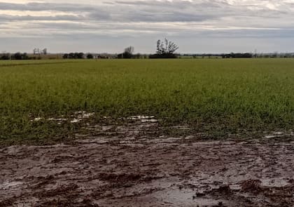 La Bolsa de Comercio de Rosario registró acumulados superiores a 60 mm en la última semana, con núcleos de hasta 100 mm.