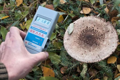 Efectos radiactivos en la naturaleza cercana a Chernobil