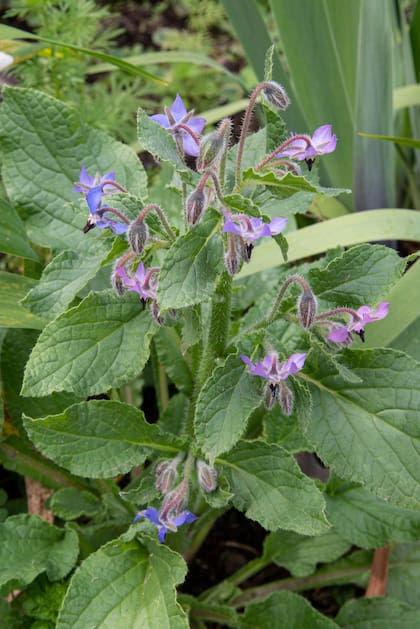 La borraja debe consumirse con moderación ya que algunas variedades contienen alcaloides tóxicos