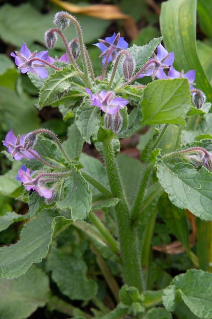 La borraja florece con su característico azul violáceo