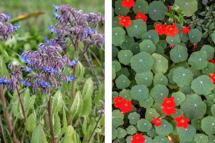 La borraja y el taco de reina son dos flores muy comunes en jardines y descampados que se pueden usar en gastronomía