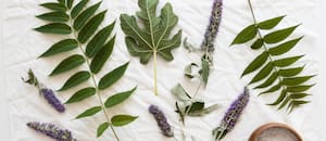 Las plantas que inducen al sueño y mejoran la calidad de vida nocturna