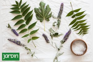 Las plantas que inducen al sueño y mejoran la calidad de vida nocturna