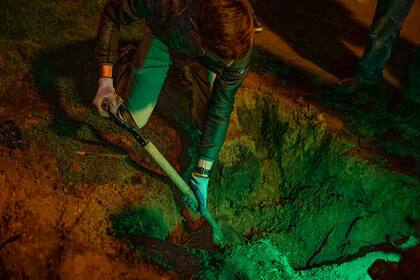 La botella que el equipo desenterró del campus universitario contiene más de 1000 semillas: 50 de cada una de las 21 especies diferentes, desde mostaza negra hasta trébol blanco y amaranto de raíz roja