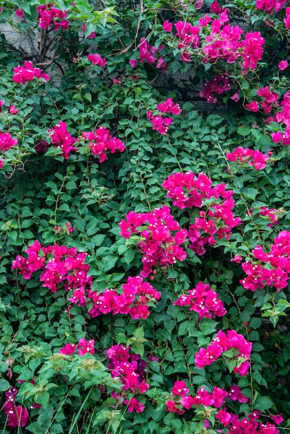 La Bougainvillea spectabilis o Santa Rita es una de las plantas que florecen más cuando hay poca agua