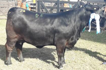 La hembra estaba por parir