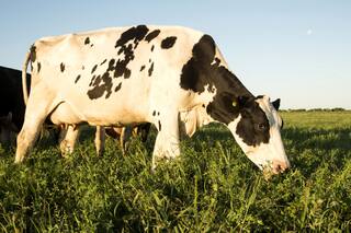 Objetivo tambos: disminuir las brechas de productividad