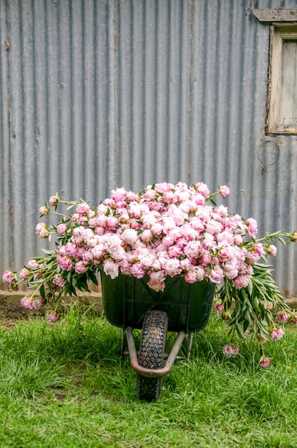 La brevedad y la intensidad de las peonías son parte de su encanto