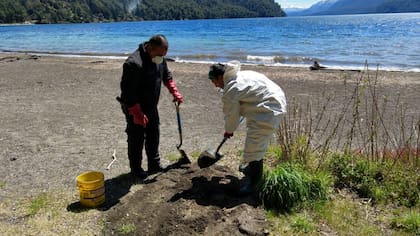 El control ambiental es fundamental para evitar la superpoblación de roedores