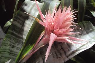 La planta que podés poner en un living con poca luz y florece igual