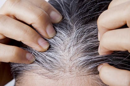 La buena noticia es que esa tonalidad amarilla no es permanente. Y la principal recomendación de los expertos de Garnier es adoptar una rutina específica para el cabello canoso